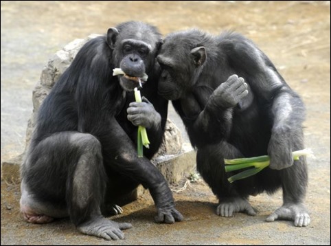 Photo of chimpanzees playing the ultimatum game and demonstrating their sense of fairness.
