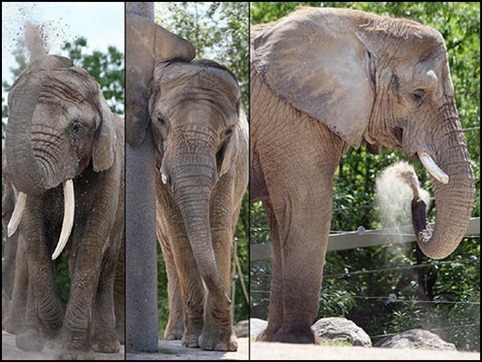 Photo of Toka, Thika and Iringa at the Toronto zoo using their trunk to throw sand.