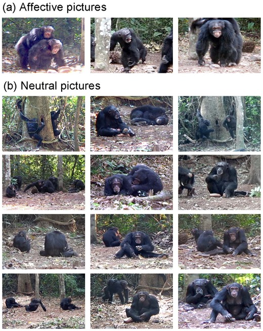 Photos depicting various chimpanzee facial expressions.