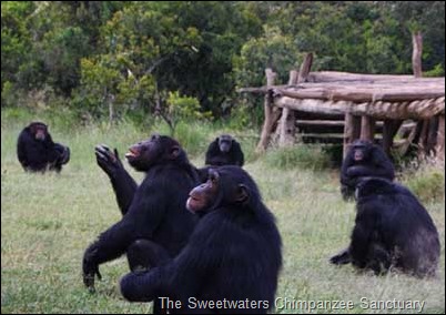 Photo of chimpanzees using teamwork to achieve a common goal. 6 chimpanzees sit on a grass field in front of a wood hut and observe a distant object.