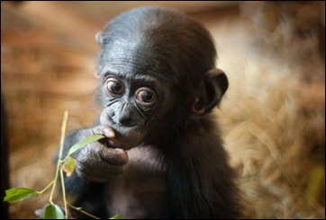 Photo of a baby bonobo gesturing with his hand.