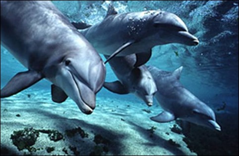Photo of four bottlenose dolphins swimming in an ocean environment.
