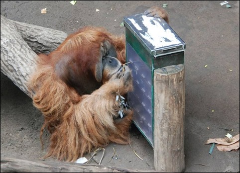Photo of an orangutan using a stick in a memory study.
