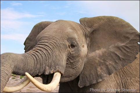 Photo of an African elephant with tusks and a blue sky background. 