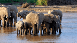 A photo of African elephants gathering at a watering hole. One adult elephant appears to look directly at the camera.