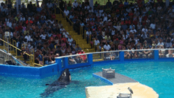 A crowd watches as the orca Sk’aliCh’elh-tenaut is forced to perform in a small pool at the Miami Seaquarium
