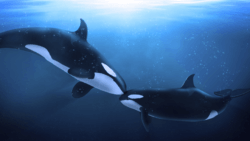 An illustration of one orca nuzzling the face of another, smaller orca in the open ocean