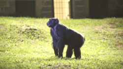 Chimpanzee Cecilia stands in the grass at GAP Brazil's Sorocabo sanctuary.