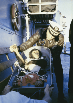 A US Air Force commander "greets" chimpanzee Ham after his flight on the Mercury Redstone rocket.