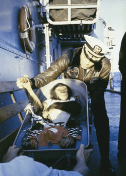 A US Air Force commander "greets" chimpanzee Ham after his flight on the Mercury Redstone rocket. 