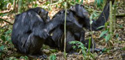 One chimpanzee grooms another who looks thoughtfully up at the trees in Uganda's Kibale Forest National Park.