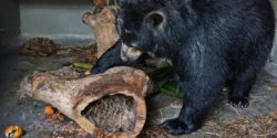 The NhRP's Lauren Choplin interviews the law professor who's using habeas corpus to try to secure personhood and rights for a spectacled bear in Colombia.
