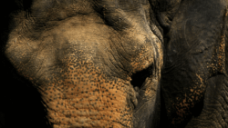 A close-up photograph of an elephant gazing downward