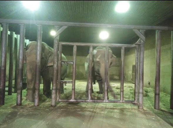 This dark, barren stall is what the USDA considers appropriate housing for an elephant. Note that Minnie is now alone.