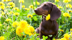 A photo of a dachshund sitting peacefully in a grassy, dandelion-filled field