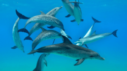 Free dolphins swim together off the coast of Bermuda. Credit: Atmo Kubesa