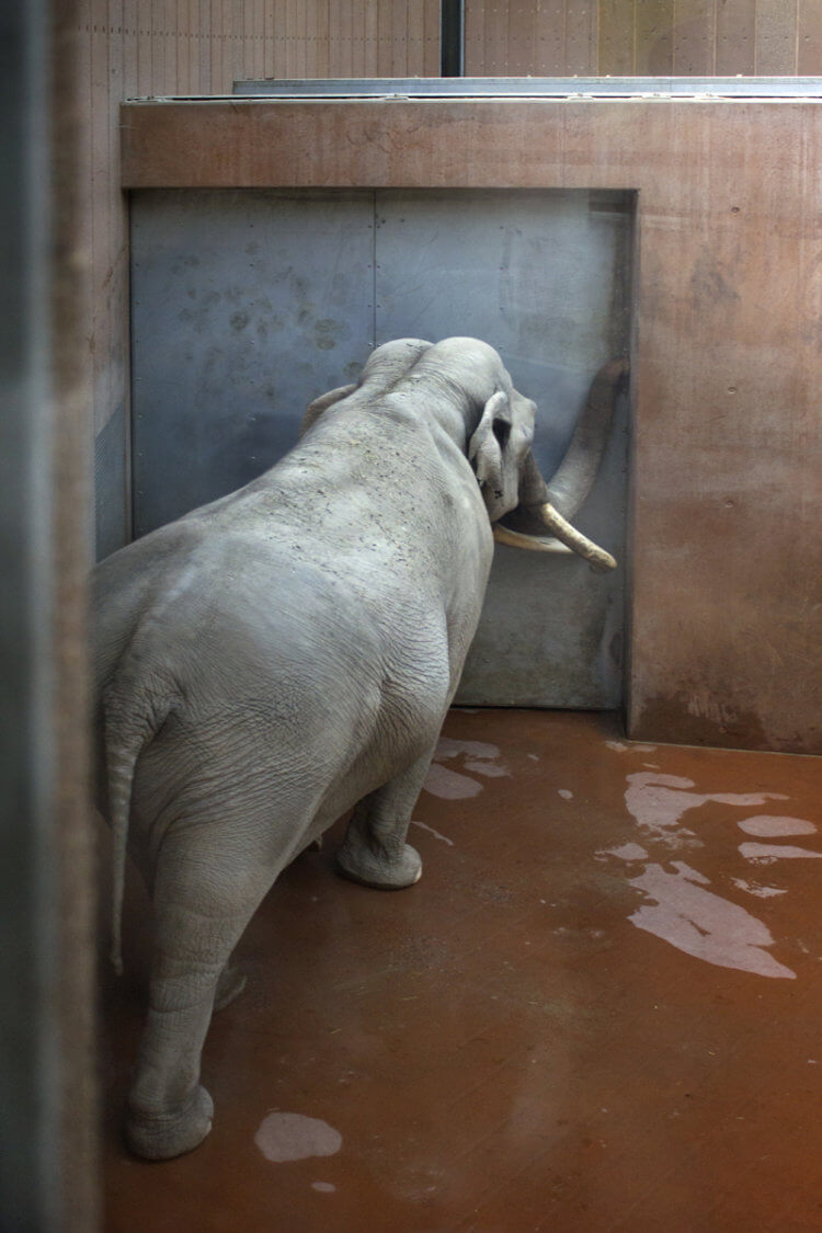 Elephant at Door, 2014MelissaTomich Nonhuman Rights Project