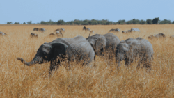 A group of young elephants gather freely in a grassy field while zebras graze behind them.