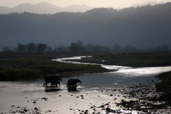 Elephants bathing in a river