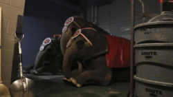 Elephants imprisoned in a circus lay down in a cramped corner of a stadium waiting to be loaded with saddles to give rides at a fair
