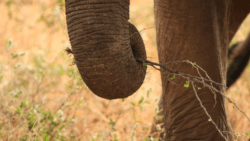 Free elephant holding branch in trunk - Sarah Vallance