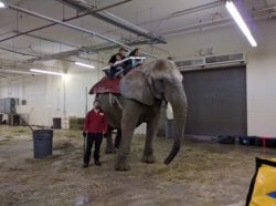 A Commerford Zoo handler uses a bullhook to compel an elephant named Karen to give rides at a fair.