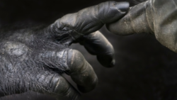 A close-up photo of two gorillas touching hands