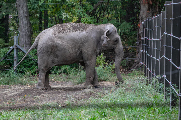 Happy stands before a gate in the Bronx Zoo elephant exhibit.