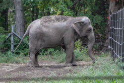 A side view photograph of Happy the elephant facing a portion of fencing in the Bronx Zoo's elephant exhibit. Credit: Gigi Glendinning