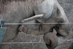 Happy the elephant wraps her trunk around the fencing of her enclosure in the Bronx Zoo's elephant exhibit.