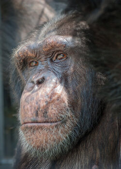 A close-up photograph of chimpanzee Hercules at Project Chimps. Credit: Crystal Alba