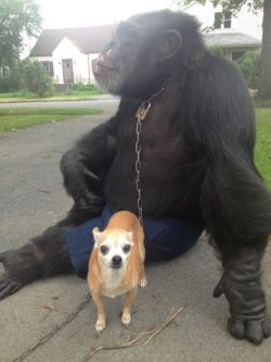 Tethered with a chain, Kiko sits with a dog outside in a screenshot of a photo shared on the Prestis' Facebook page. 