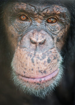 A close-up photograph of chimpanzee Leo at Project Chimps. Credit: Crystal Alba