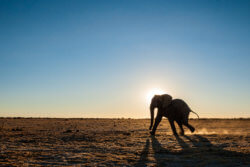 A young elephant runs across a sun-lit plain