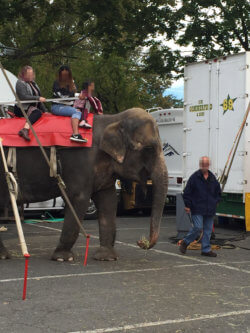 A Commerford Zoo handler uses a bullhook to compel Minnie the elephant to give rides