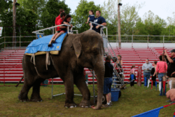 A photo of Minnie the elephant being forced to give rides at a fair