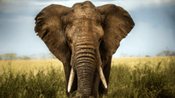 A free elephant gazes down in the grasslands of Kenya