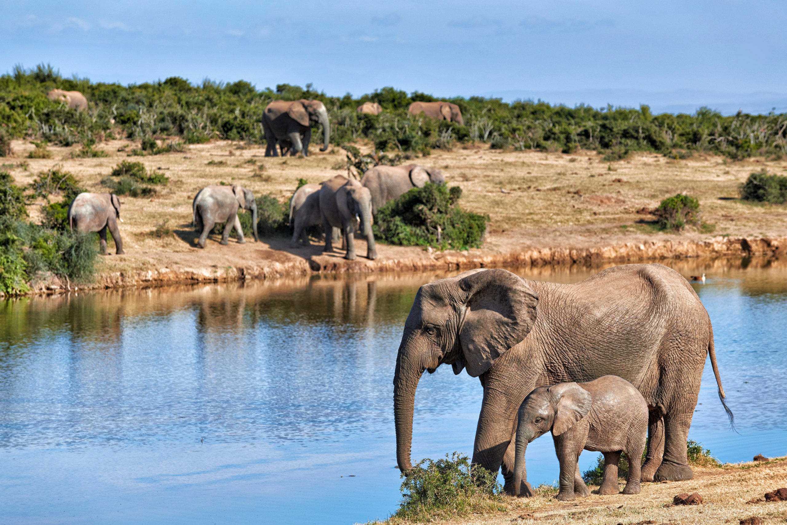 Elephants together in nature