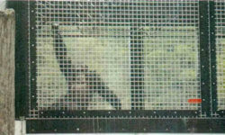 A photo of Tommy the chimpanzee holding onto and peering out from the grating of a cage