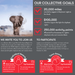 An infographic outlining the goals of the NhRP's virtual race as found in the blog post copy