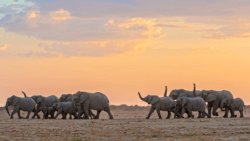 A herd of elephants, some with their trunks raised, walk together at sunset