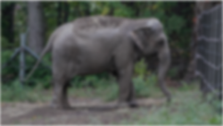 Elephant in nature