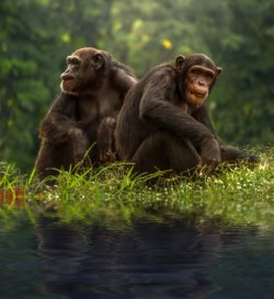 Chimpanzees sit together by a pond. In "Personalities on the Plate," Barbara J. King delves into the emotional and social lives of chimpanzees and other animals.