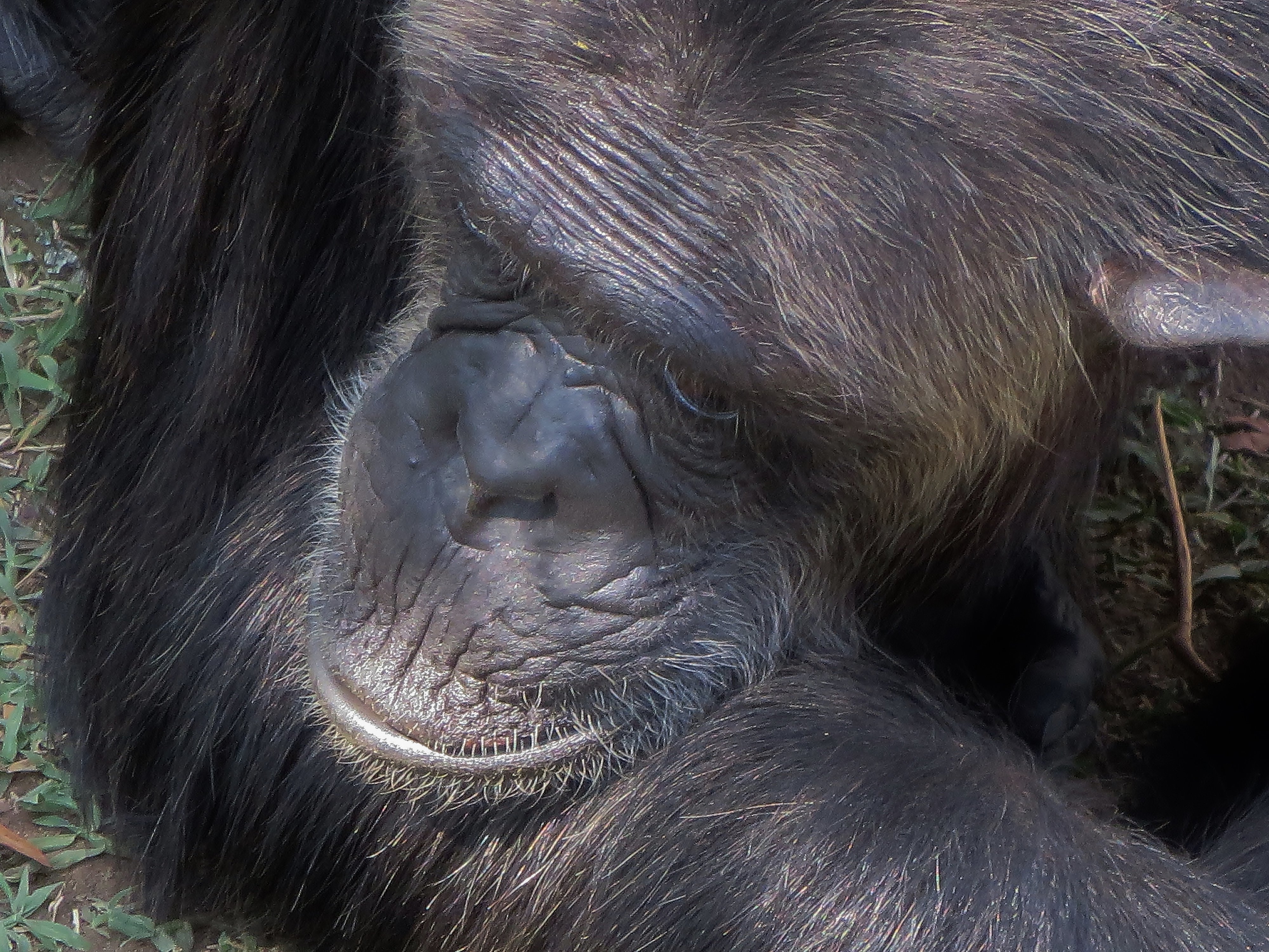 A depressed male chimpanzee lays his head on his arm. In "How Animals Grieve," Barbara J. King writes about how chimpanzees and other nonhuman animals' emotional and social lives.