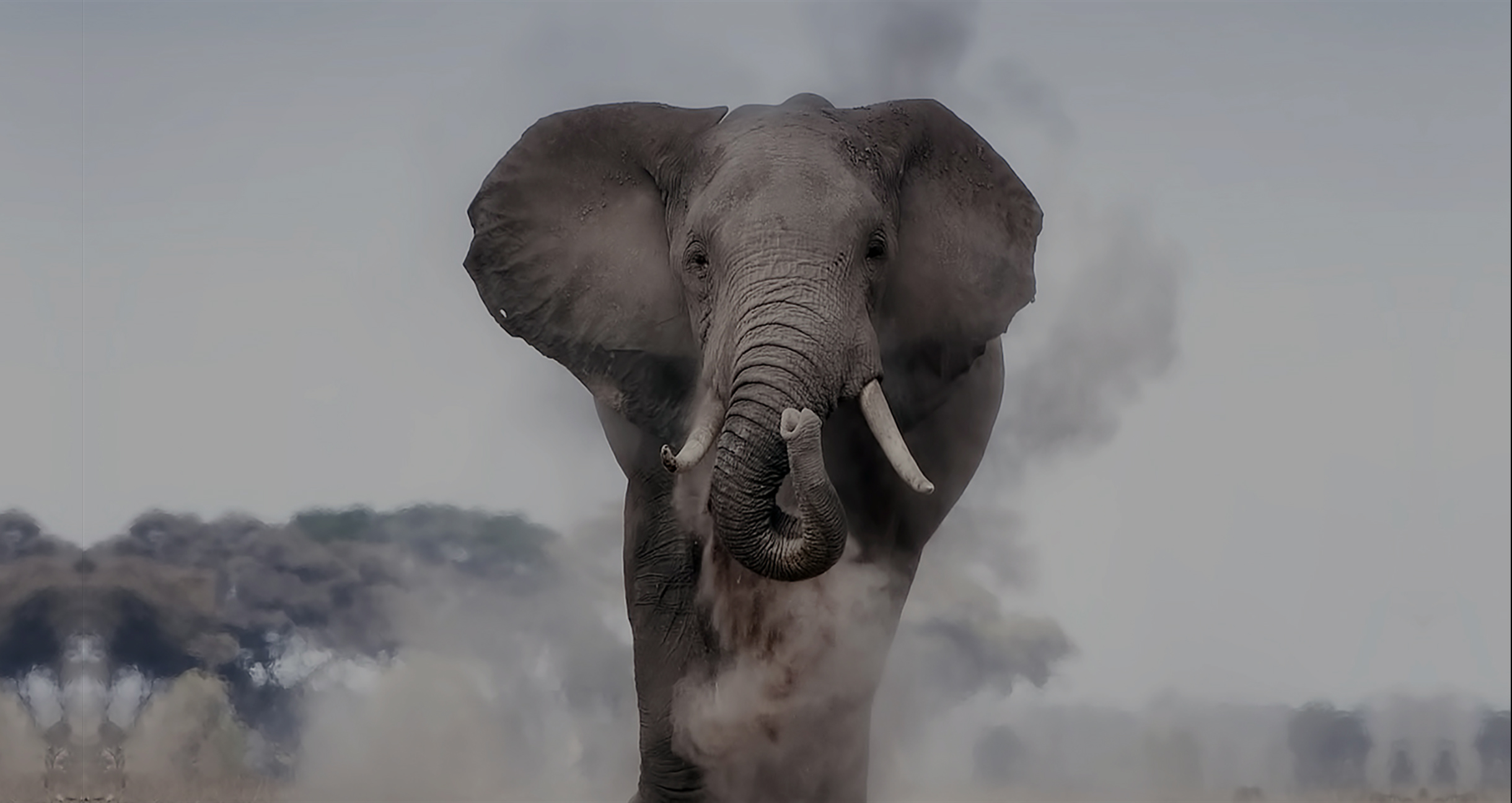 elephant-jungle-large