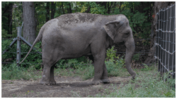 Elephant in nature