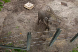 Happy the elephant wraps her trunk around the fence of an enclosure in the Bronx Zoo