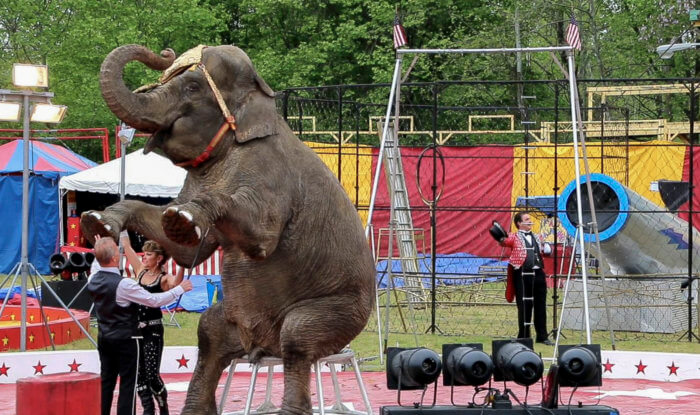 The Commerford Zoo traveling zoo uses a bullbook to force an elephant named Minnie to perform at a fair.