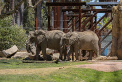 A photo of Nolwazi and her daughter Amahle standing in the elephant exhibit at the Fresno Chaffee Zoo