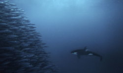 A school of fish encounters an orca in the open ocean. Photo: ©Mike Korostelev, mkorostelev.com